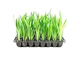Walking Iris Regina | 10 Live Plants | Giant Apostle Plant | Exotic Fragrant Blooming Specimen