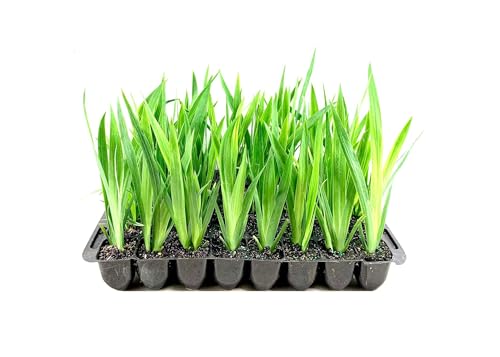 Walking Iris Regina | 40 Live Plants | Giant Apostle Plant | Exotic Fragrant Blooming Specimen