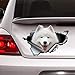 Samoyed Sticker, Samoyed car Decal, pet Decal Vinyl Sticker for Cars, Windows, Walls, Fridge, Toilet and More - 11 Inch