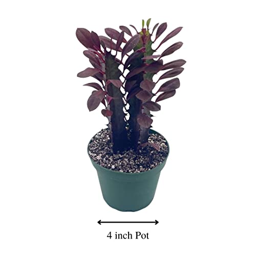 African Milk Tree, Euphorbia Trigona 4" Inch Pot, Red Original Color African Milktree, Red Cathedral Cactus Milk Tree, Well Rooted Starter #TOP1