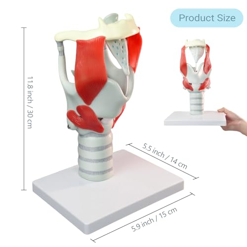 Image of 3X Laryngeal Function Model, Laryngeal Cartilage Model, Suitable for Medical Training, Patient Education