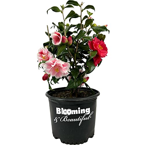Blooming & Beautiful - Lady Vansittart Camellia - 3 Gal - Evergreen Shrub - Multi-Colored Blooms Pink Red White Splashes - Zones 7-9 Camellia Japonica Lady Vansittart - 3 Gallon Pot