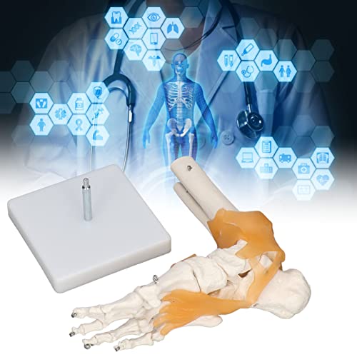 Image of Human Foot Model Anatomical Ankle Skeleton Bones with Ligament Life Size Human Skeleton Model for Medical Study & Science Classroom