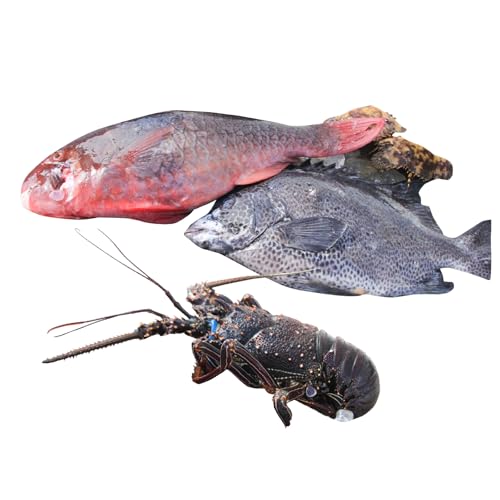 [素潜り漁師MAKOTO]素潜り漁師MAKOTOの誠に美味しい海鮮おまかせセット 2kg 伊勢海老 イセエビ 伊勢エビ 海老 エビ ブダイ 鯛 タイ ゾウリエビ 魚介類 刺身 塩焼き お味噌汁 美味しい 贅沢 冷凍 直送 新鮮 職人技 ぷりぷり