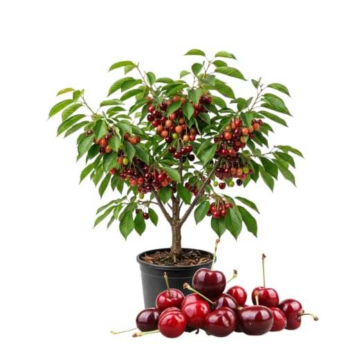 Cherry Tree Live Plant Cherry Fruit Plant 3-4 Feet Tall in 3 Gallon Sweet Fruit Tree Cold Hardy for Outdoor Growing (Dark Red Cherry)