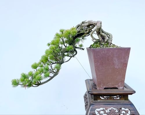 ���R ���オ�� �ܗt�� ���ؖ~�͉� �~�͍����ԏ��ܗt���^���G�؎�ϗt�A��