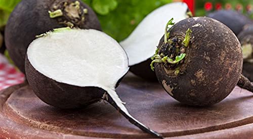 250 Graines de Radis Noir gros rond d'hiver - jardins potager - semences paysannes reproductibles - SemiSauvage