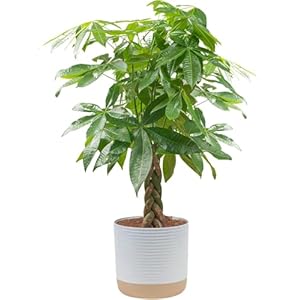 Costa Farms Money Tree Live Plant in Decorative Pot, Air Purifying, Large Indoor Houseplant, Perfect for Home, Room, or Office Decor, Great House Warming or Birthday Gift, 3-4 Feet Tall