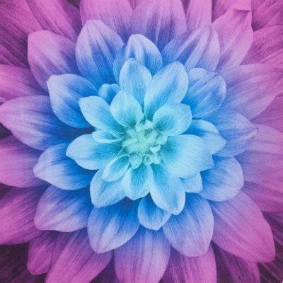 Hoffman Dream Big Digital Flower Panels - P4389 532 Aurora 43" x 43" Cotton Quilting Fabric