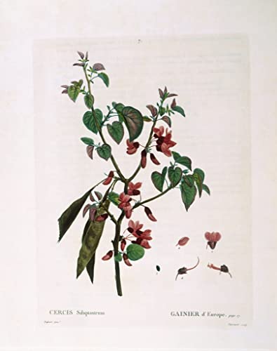 Impression d'art Arbre de Judée grand format 60x90cm pour décoration murale moderne