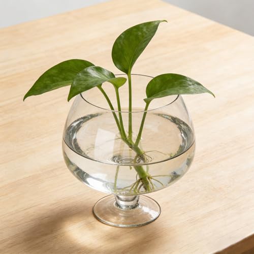 Vase en verre pour poisson rouge purifiant l'eau décorative - 5