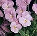 Viola Sorbet Lilac Ice Annual Seeds