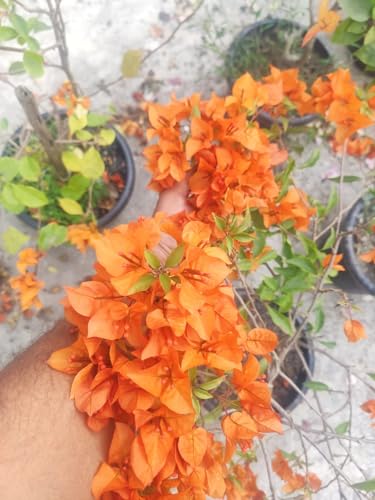 Image of Rare Bougainvillea Live Flower Plant || Healthy Live Plant with Grow Bag & Secure Packing || Beautiful Flower Garden Decoration (orange)