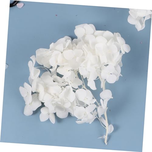 1pack pétalos secos de hortensia blanca para manualidades miniatura 6