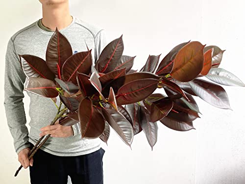 Artificial Rubber Tree Plant Lifelike Tropical Burgundy Ficus Elastica Tree Houseplant Branch For Home Office Decoration (Dark Red - Pack Of 2) #TOP1