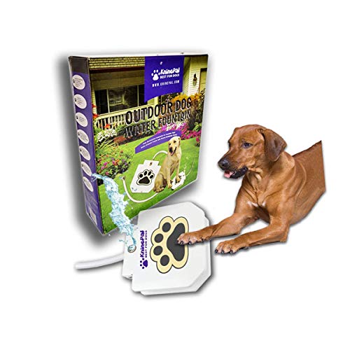 Best Paw Activated Water Fountain Buy at