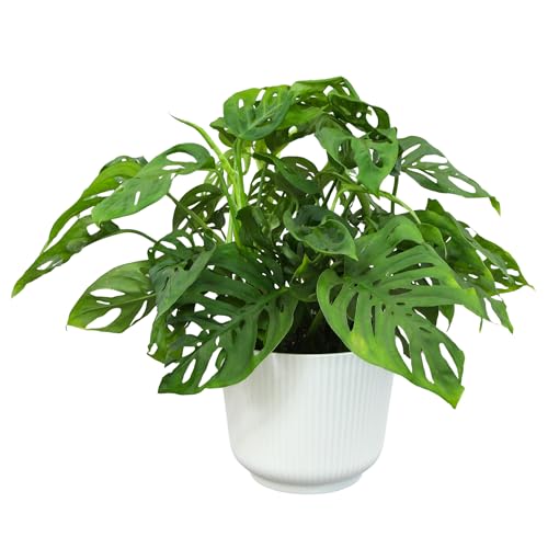 Altman Plants Swiss Cheese Plant Decor (Monstera Adansonii) in 6 Inch White Plastic Planter, Easy Plant & Desk Plant, Monstera Plant Live Plant Gift, Air Purifying Plants in Indoor Potting Soil Mix