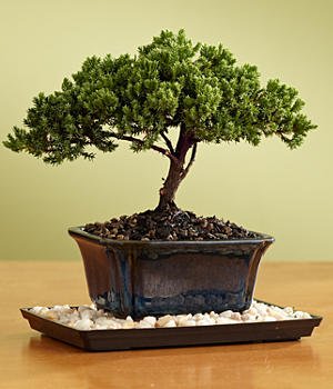 Juniper Bonsai for Mom