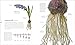 The Science of Plants: Inside Their Secret World (DK Secret World Encyclopedias)