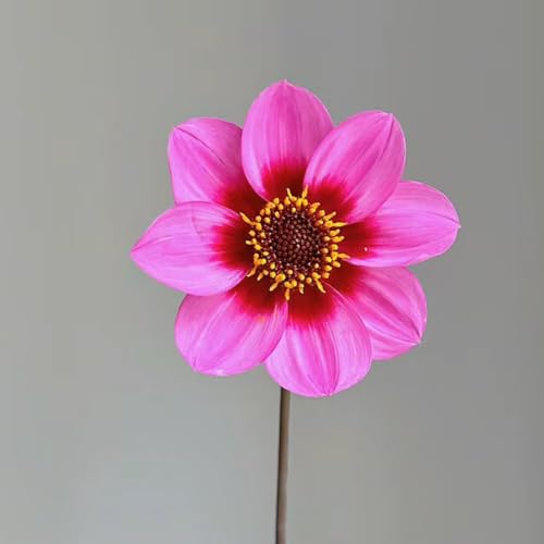 8 piezas comprar tubérculos de dalia - bulbos de dalia - flores de primavera plantas de jardín Dalia bulbo de dalia plantas resistentes, flores resistentes Sala decorativa con plantas