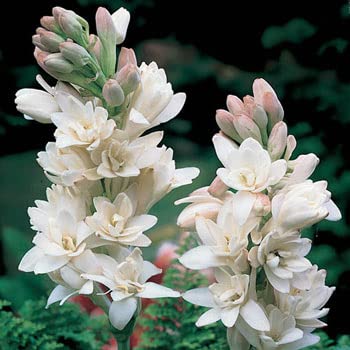 Tuberose Double Petal Big Size Flower Bulbs, Pack of 8, Easily Germinating Pots Variety (B0BC8KNHF8) Amazon Price History, Amazon Price Tracker