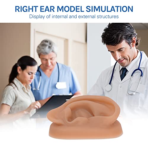 SimCoach Acupuncture Ear Model, Right Artificial Ear Replica for Auricular Therapy Teaching, Piercing Practice, Hearing Aids, Jewelry Display (Brown)