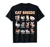razze di gatti per bambini, imparare razze di gatti, tabella nomi di gatti, bambini che imparano gatti, animali in età prescolare, maine coon siamese persiano, scozzese fold ragdoll, sphynx britannico shorthair, abissino bengala russo blu, americano shorthair birmano