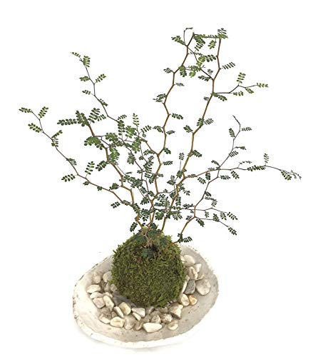 メルヘンの木としても知られている個性的な植物【ソフォラ・ミクロフィラの苔玉・楕円白粉引器セット】 (敷石の色(白石))