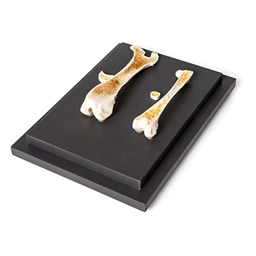 Image of 3B Scientific GmbH T30053 Comparison of Bird and Mammal Bones