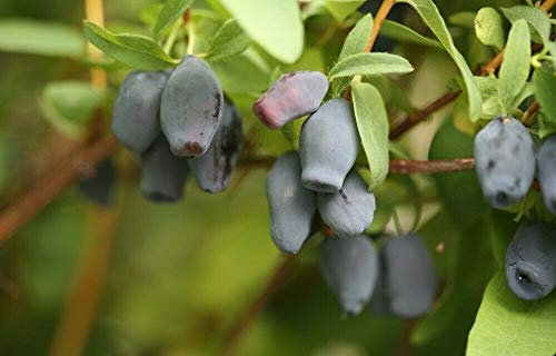 Little Nest Live Plant - Haskap Lonicera Yezberry Maxie Japanese Fruit Live Plant 4 Pot Outdoor