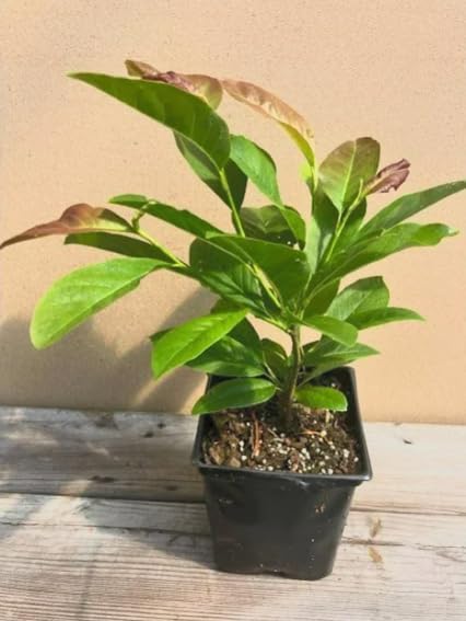 Magnolia grandiflora ‘Edith Bogue’ Live Tree – Cold Hardy Southern Magnolia – Fragrant White Flowers – Evergreen Ornamental Tree – 1–2 Ft Tall