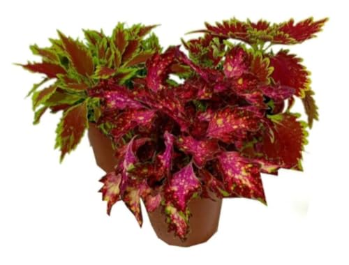 Planta Coleo Variado, 20-25 cm. Solenostemon scutellarioides. Planta ornamental de vivos colores en sus hojas, ideal para sombra o semisombra. Segura Garden.