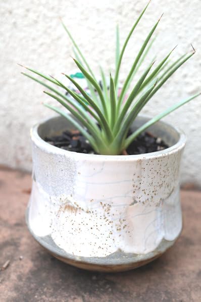 Amazon｜観葉植物 多肉植物 アガベ 吹上ナナ 鉢植え｜観葉植物