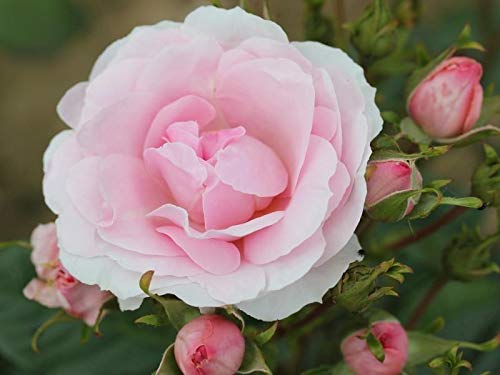 Special Occasion Rose Happy Silver Wedding in a 3.5 Litre Pot 25th Anniversary Gift