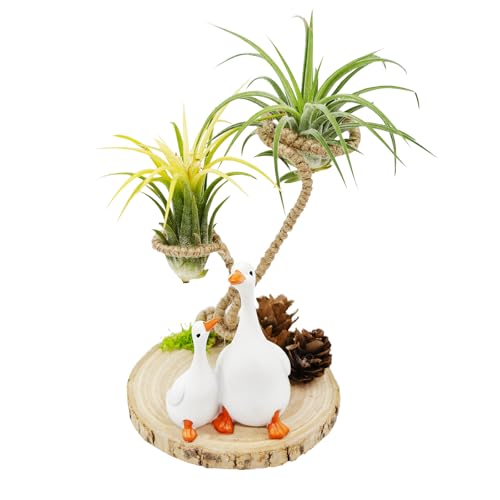 MHLLGN Air Plant Holders, Unique Air Plant Holders with Charming Decor, Home Decor for Living Room, Bedroom, Office, Table, Bookshelf, Gift, Office Decoration Supplies