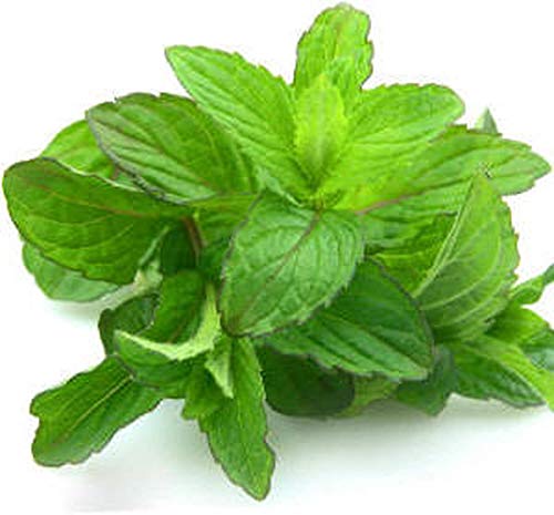 Miniatura 2 de Aceite esencial de menta verde (Mentha Spicata) 100% puro y natural - 1OZ-30ML