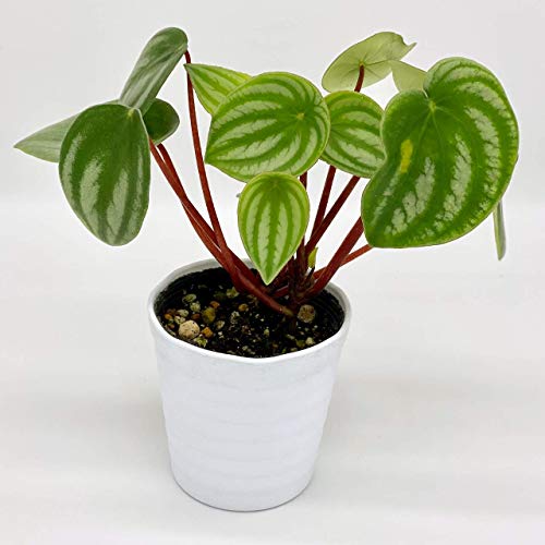 葉っぱが大きなペペロミア