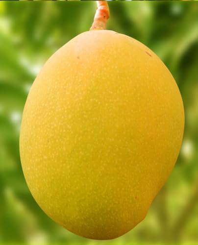 Plante de mangue 'Glenn' Mangifera Indica - Plante greffée - en pot Ø 18 cm - h. 120/150 cm