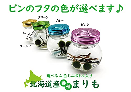 Amazon.co.jp: 北海道産【養殖まりも】2個入り 選べる4色ミニ