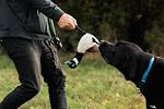 Pup & Flock - Val the Canada Goose Plush Dog Toy | Squeaky center, crinkly wings, tug-of-war legs, tear-resistant lining. Dog toys for medium and large dogs, designed in Canada