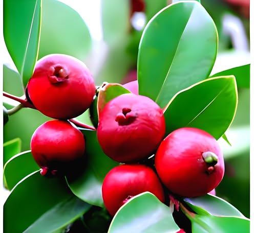 Image of Rare Very Cute Tropical Red Strawberry Guava Fruit Plant (Psidium Cattleyanum) Dwarf Healthy Live Plant for Home Garden Tree pack of 1