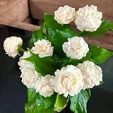 Set 2 of Jasmine Plant Live, Duke of Tuscany Jasmine Flower Plant from 5 to 7 Inc Tall
