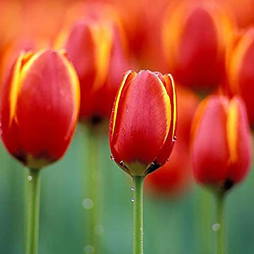 Haloppe 50 Unids Flores de Tulipán Semillas de Plantas para la Plantación de Jardín en el Hogar, Bulbos de Tulipán Semillas de Flores Jardín Patio Cultivo DIY Hogar Bonsai Planta Decoración Roj