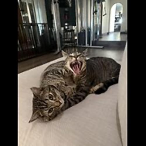 Episode 3093 - The Scott Adams School 02/12/26