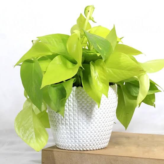 Live Money Plant with Pot Indoor Air Purifying Lucky Plant | Easy Maintenance, Home & Office Use, Balcony Friendly, Air Purifying, Lucky Plant-image-0