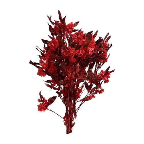 Ramo de flores secas Dodonaea Viscosa decorativo
