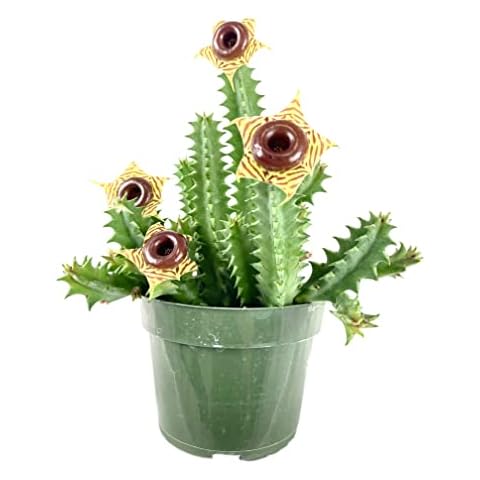 Lifesaver Cactus - Live Plant in a 4 Inch Pot - Huernia Zebrina - Extremely Rare Cactus Succulent from Florida Cover