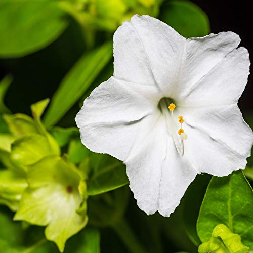White Four O'Clock Seeds
