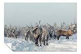 Panther Print Fine Art Prints Poster, Rentier im Winter, 