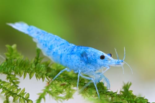 SF Aquatic&trade; 20 Blue Velvet Shrimps High Grade Neocaridina Live Freshwater Aquarium Shrimps. Fully...